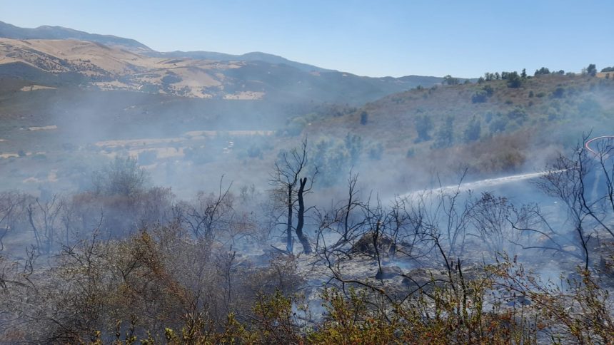 Jendouba : Un incendie de forêt maîtrisé à Ghardimaou
