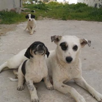 La commune de Zaghouan appelée à annuler la campagne d’abattage des chiens errants