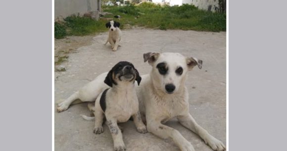 Tunisie | Rassemblement devant l&rsquo;ARP contre l&rsquo;abattage des chiens errants