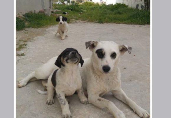 La commune de Zaghouan appelée à annuler la campagne d’abattage des chiens errants