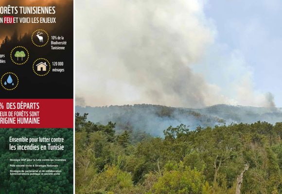Pour un système durable de prévention des incendies de forêt en Tunisie