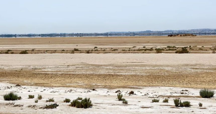 Tunisie : les oiseaux migrateurs désertent les zones humides desséchées