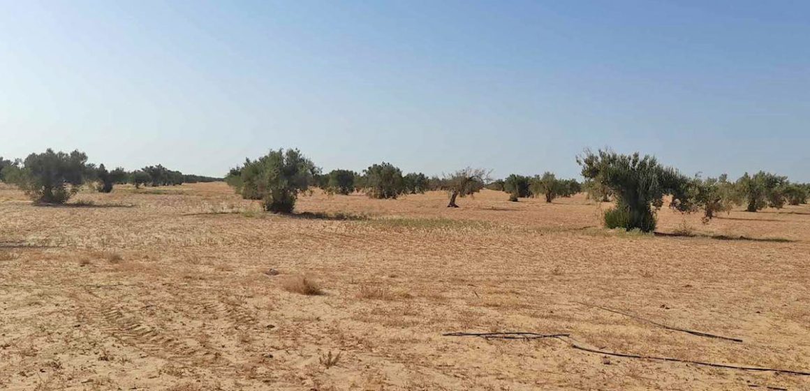 Huile d’olive : la Tunisie ambitionne d’élever sa production 250 000 tonnes en 2035