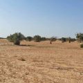Huile d’olive : la Tunisie ambitionne d’élever sa production 250 000 tonnes en 2035