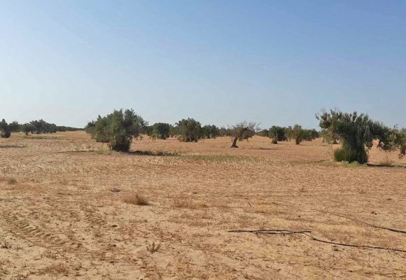 Forte baisse de production d’huile d’olive au complexe agricole de Châal à Sfax