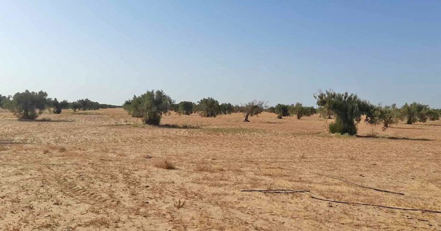 Forte baisse de production d’huile d’olive au complexe agricole de Châal à Sfax