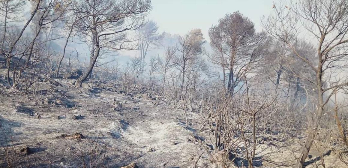 Ghardimaou : L’incendie de forêt à El-Balda maîtrisé