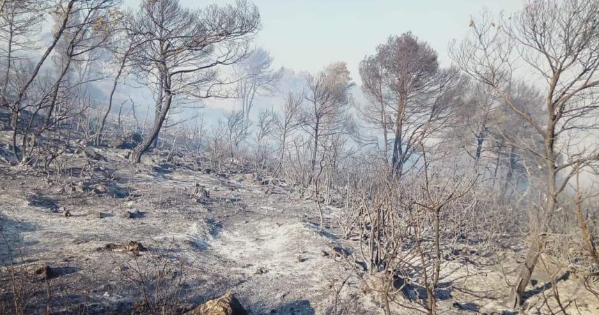 Ghardimaou : L’incendie de forêt à El-Balda maîtrisé