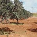 Tunisie : Qui veut chasser les techniciens agricoles des terres qu’ils exploitent ?  