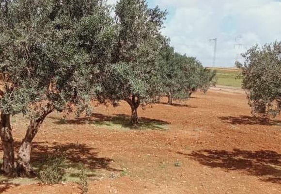 Tunisie : Récupération d’une terre domaniale agricole à Jendouba