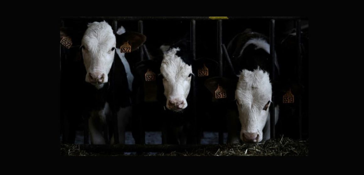 La Tunisie interdit l’importation de bovins français atteints de MHE