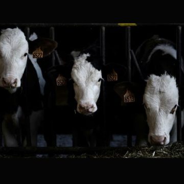 La Tunisie interdit l’importation de bovins français atteints de MHE