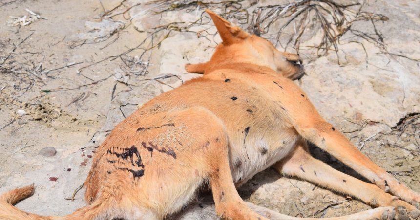 Chiens abattus en Tunisie : la Fondation Brigitte Bardot écrit au président Saïed