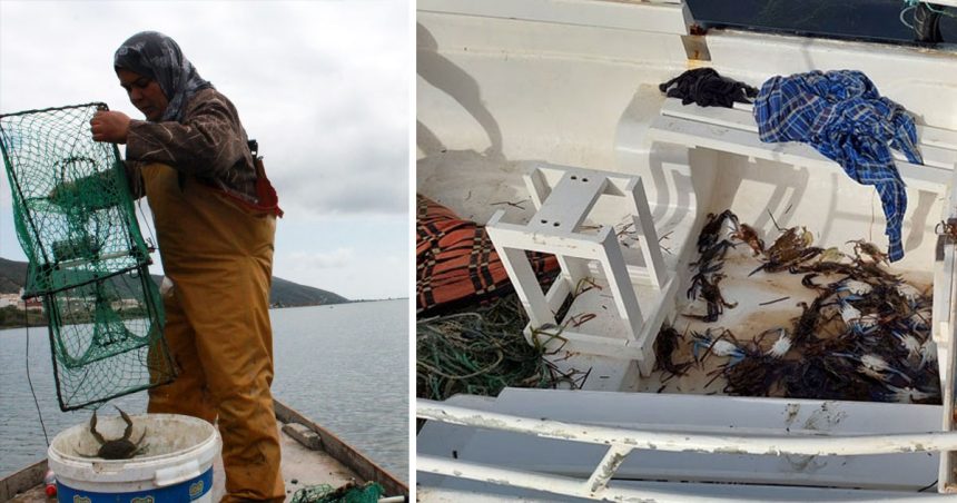 La pêche du crabe bleu, une success story tunisienne