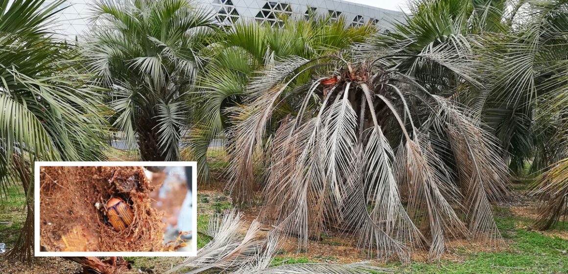 Formation sur la lutte contre les ravageurs du palmier dattier en Tunisie