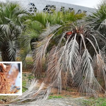 Formation sur la lutte contre les ravageurs du palmier dattier en Tunisie