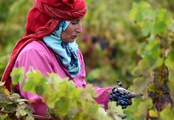 L’industrie vinicole tunisienne durement frappée par la sécheresse