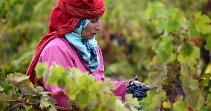 L’industrie vinicole tunisienne durement frappée par la sécheresse