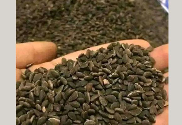 Mouled | Saisie de 15 tonnes de zgougou et de fruits secs