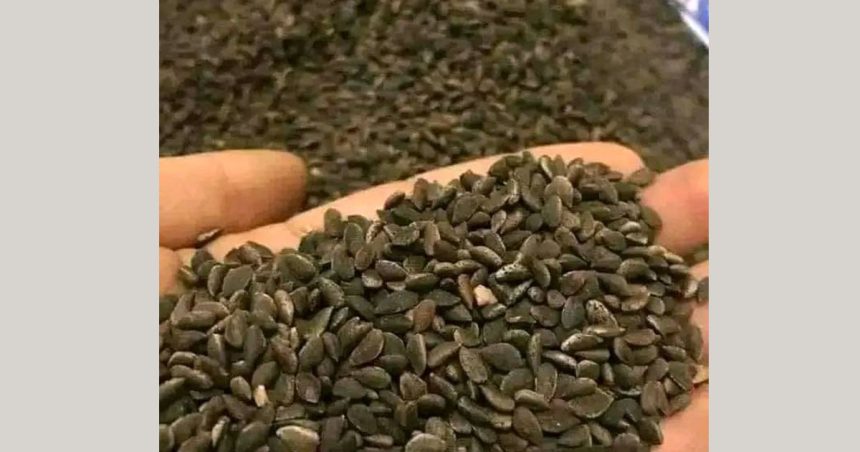 Tunisie : Saisie de 142 tonnes de zgougou et de fruits secs impropres à la consommation