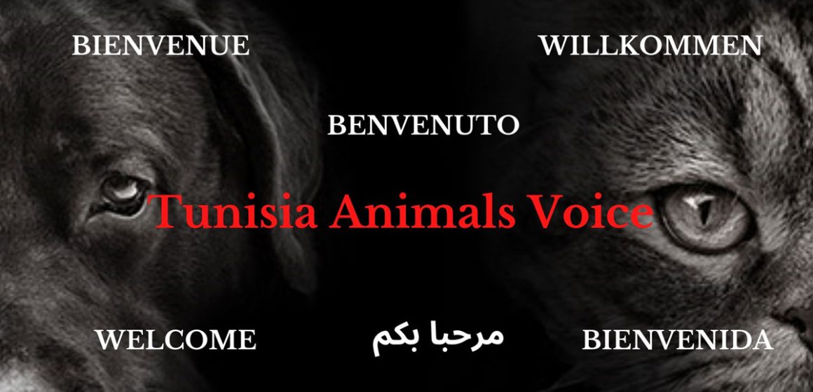 Tunisia Animals Voice dénonce les violences envers les animaux