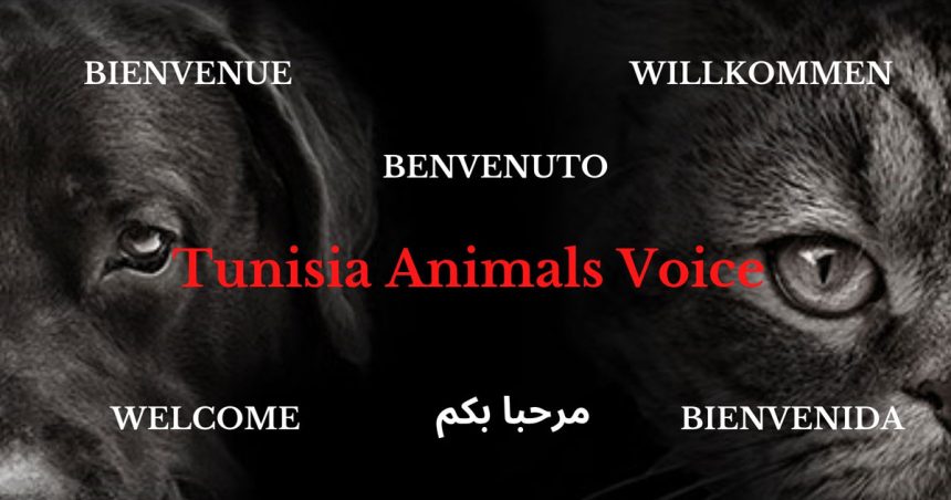 Tunisia Animals Voice dénonce les violences envers les animaux