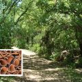 Le changement climatique menace la forêt de chêne-liège en Tunisie