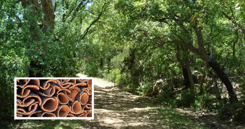 Le changement climatique menace la forêt de chêne-liège en Tunisie