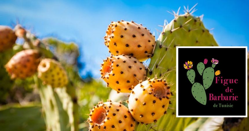 Bouargoub s’habille aux couleurs de ses figues de Barbarie