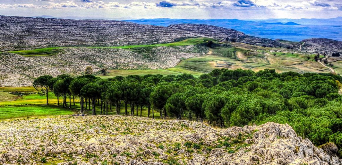 Les forêts tunisiennes menacées par le changement climatique   