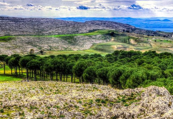 Les forêts tunisiennes menacées par le changement climatique   