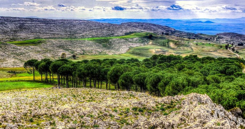 La Tunisie ambitionne de porter sa couverture forestière de 8,5 à 12%
