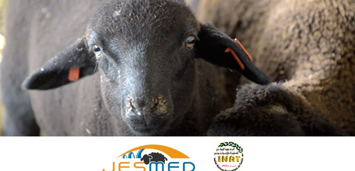 Le projet JesMed pour la promotion de l’élevage ovin en Tunisie