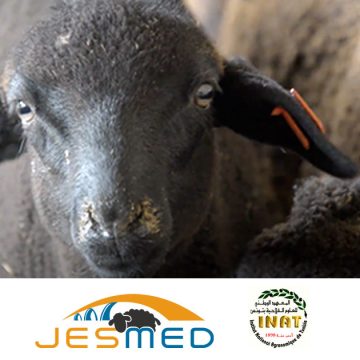 Le projet JesMed pour la promotion de l’élevage ovin en Tunisie