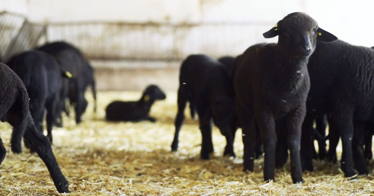 Le projet JesMed pour la promotion de l’élevage ovin en Tunisie - Kapitalis