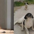 Campagne antirabique : Vaccination gratuite des chats et des chiens en Tunisie