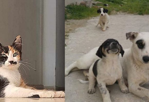 Campagne antirabique : Vaccination gratuite des chats et des chiens en Tunisie