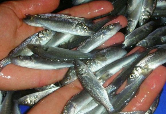 L’aquaculture en Tunisie doit optimiser l’alimentation pour poissons