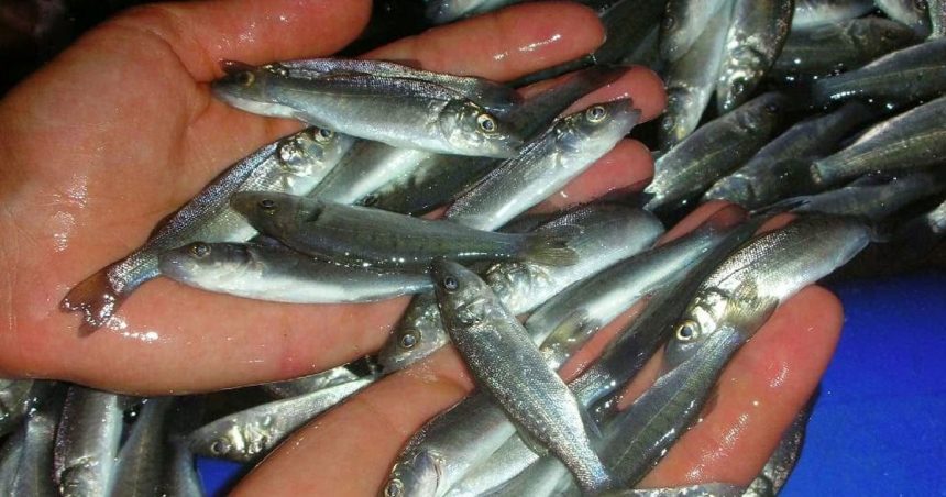 L’aquaculture en Tunisie doit optimiser l’alimentation pour poissons