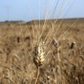 La Tunisie expérimente la culture du blé dans le sud