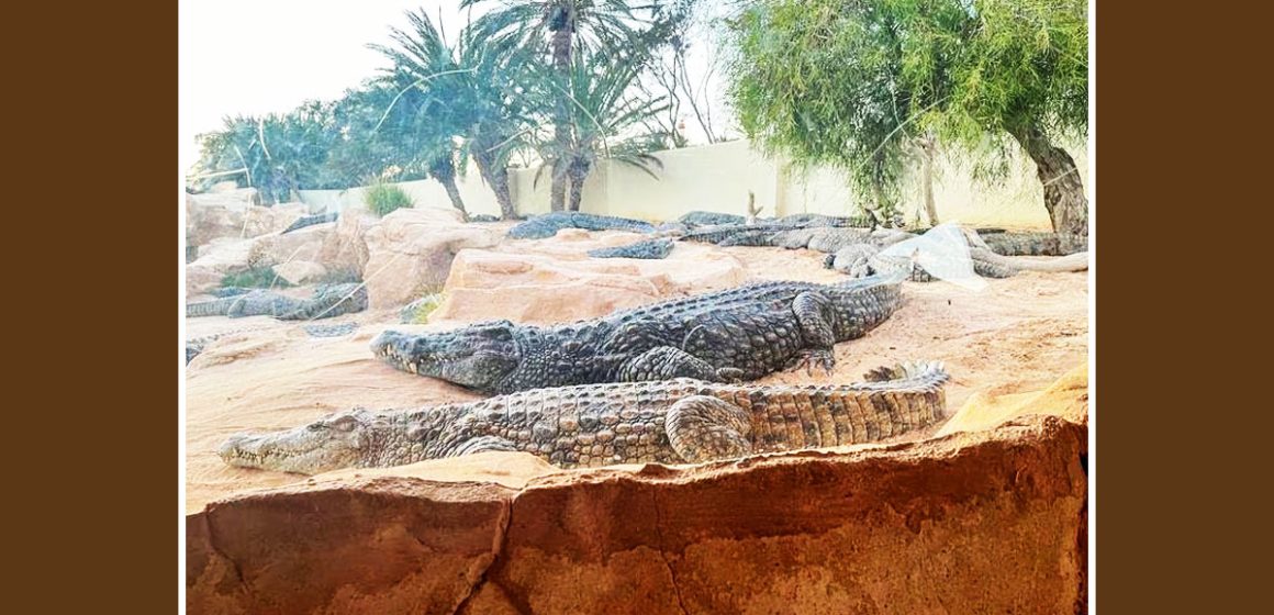 Carte postale de Djerba : l’île aux crocodiles de Tunisie