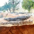 Carte postale de Djerba : l’île aux crocodiles de Tunisie