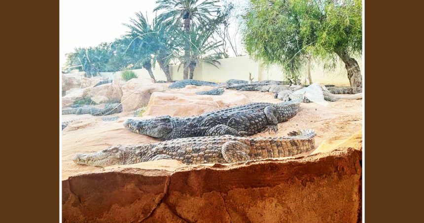 Carte postale de Djerba : l’île aux crocodiles de Tunisie