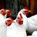 Tunisie : la production de poulets de chair en hausse de 8,9% (novembre 2023)