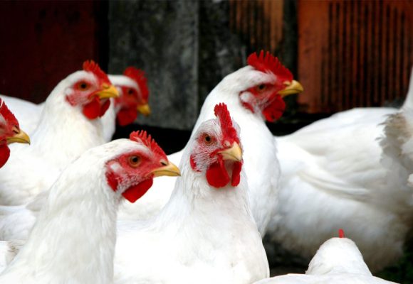 Tunisie : la production de poulets de chair en hausse de 8,9% (novembre 2023)