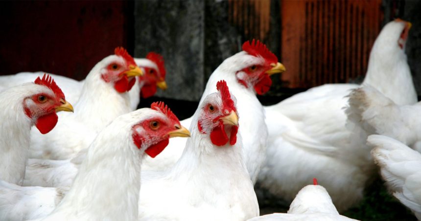Tunisie : la production de poulets de chair en hausse de 8,9% (novembre 2023)
