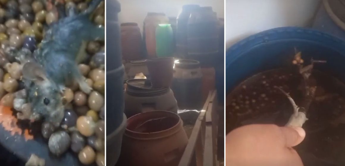 Tunisie : Saisie de 800 kg d’olives et de variantes impropres à la consommation (DGGN)
