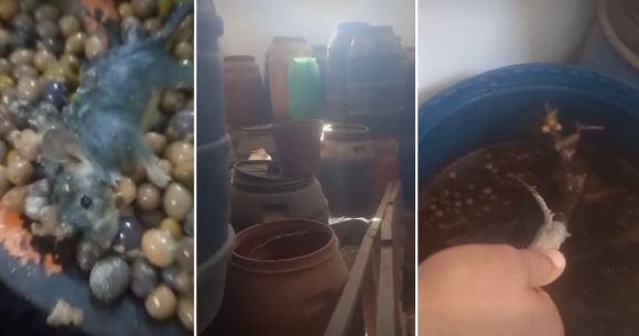 Tunisie : Saisie de 800 kg d’olives et de variantes impropres à la consommation (DGGN)