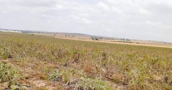 Terres en friche | Le rendez-vous manqué du foncier tunisien