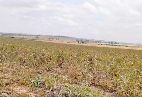 Siliana : Récupération d’une terre domaniale agricole d’une superficie de 34 hectares